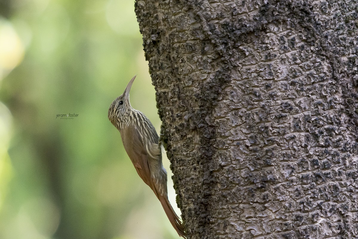 Streak-headed Woodcreeper - ML39773601