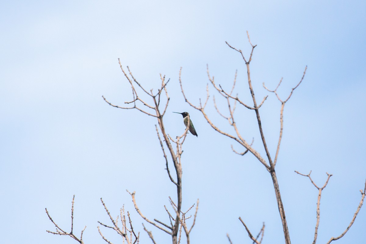 Black-chinned Hummingbird - ML397737341