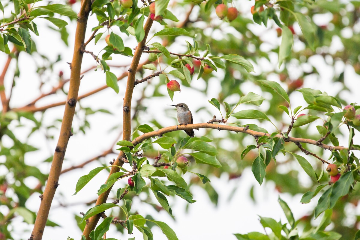Rufous Hummingbird - ML397737361