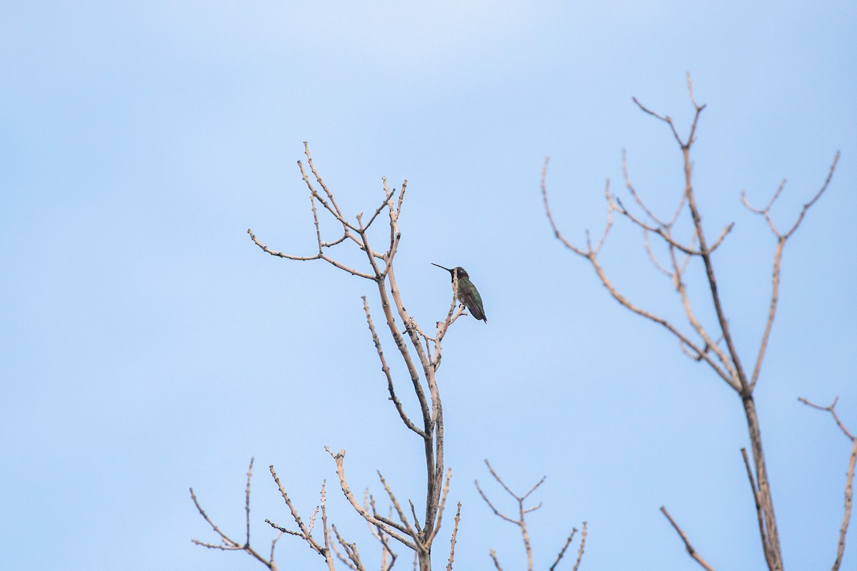 Black-chinned Hummingbird - ML397737371