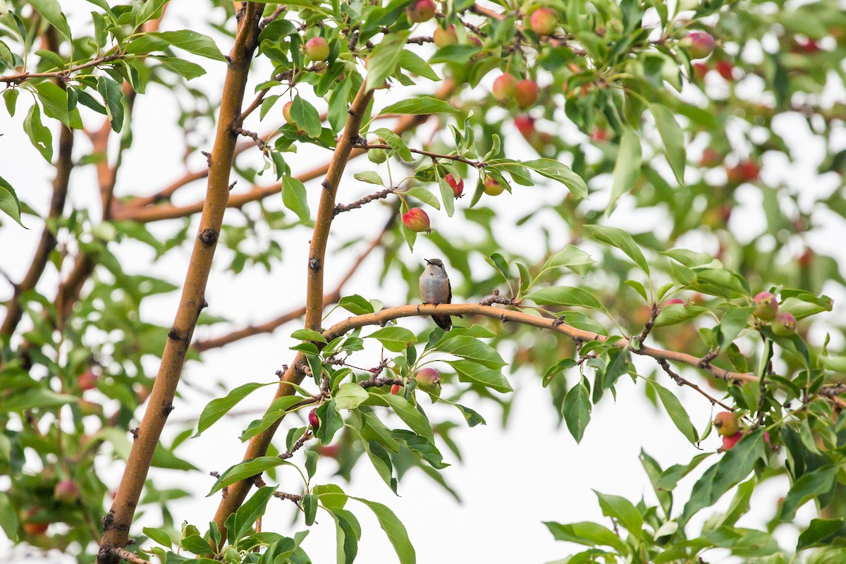 Rufous Hummingbird - ML397737381