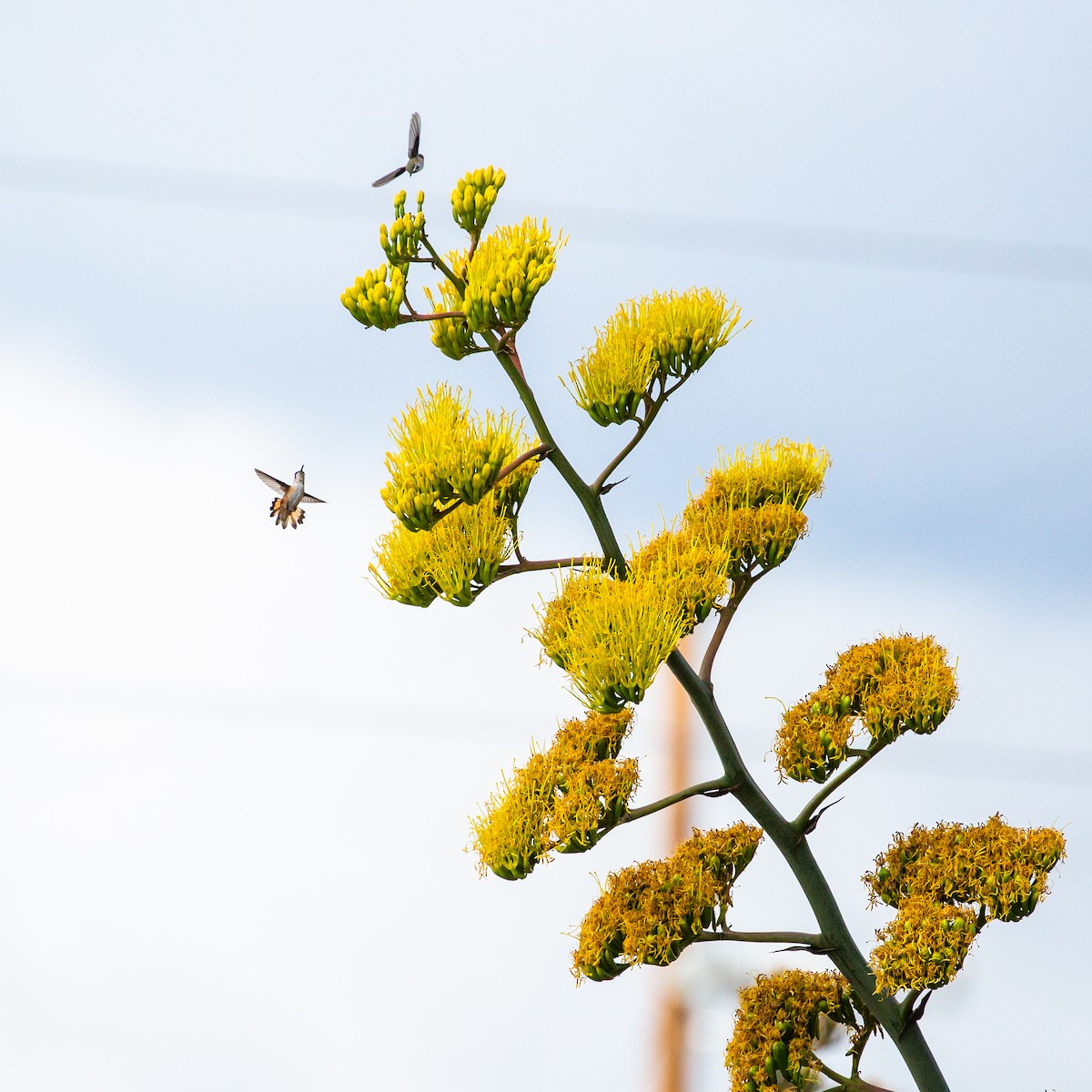 Rufous Hummingbird - ML397737401