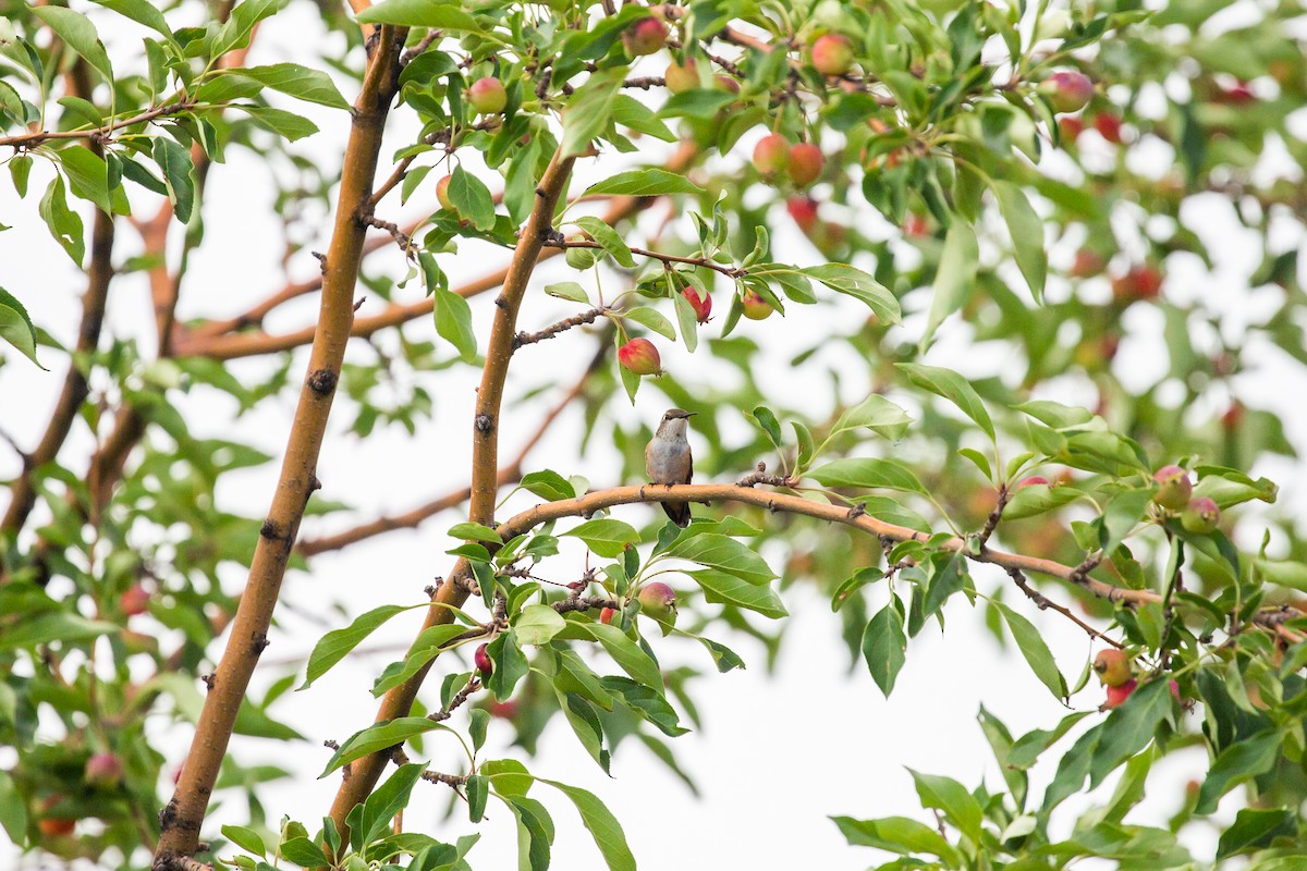 Rufous Hummingbird - ML397737411
