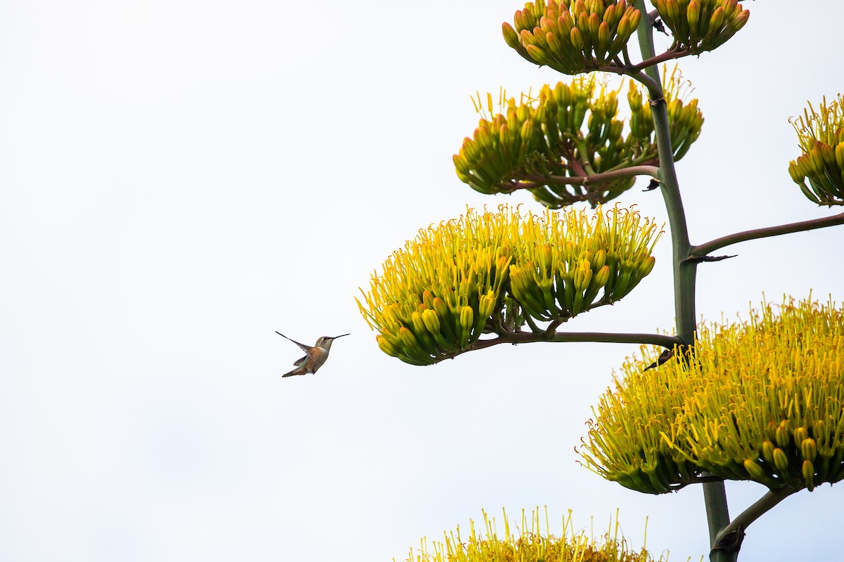 Rufous Hummingbird - ML397737421
