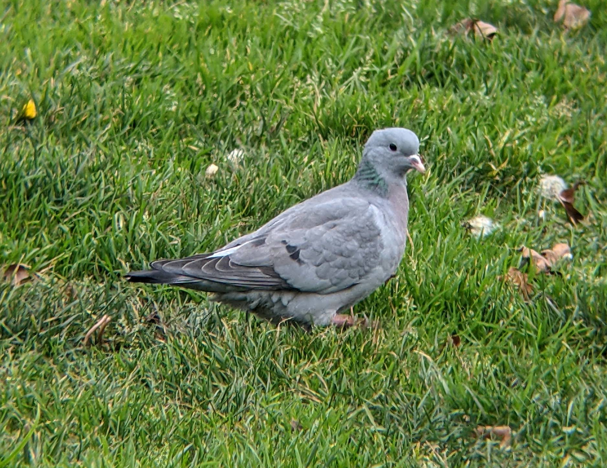 Pigeon colombin - ML397738801