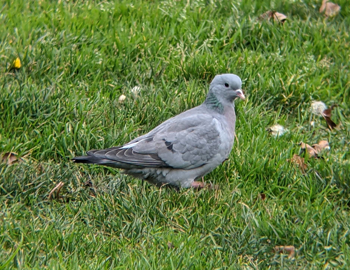 Stock Dove - Tom Ensom