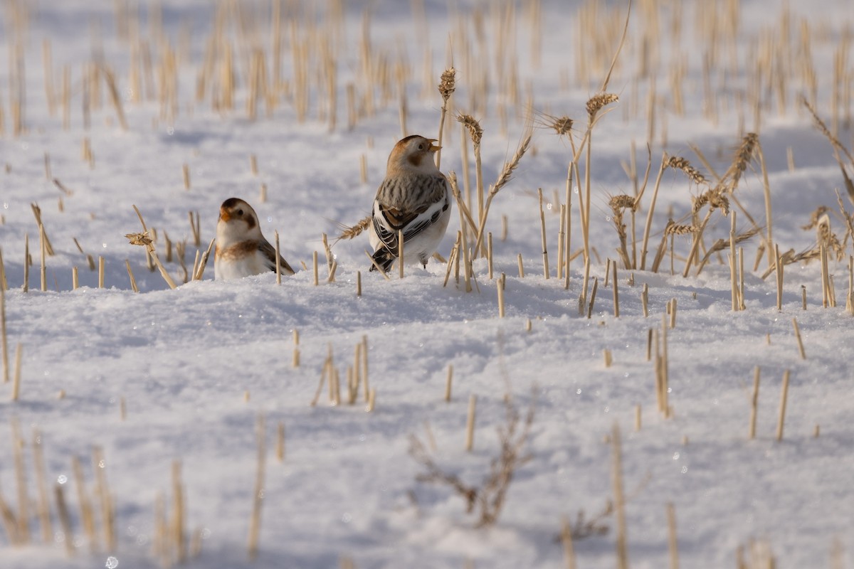 Snow Bunting - ML397739051