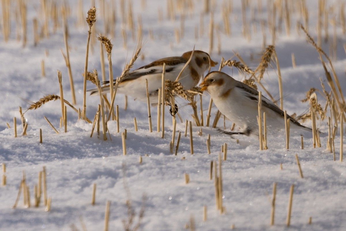 Snow Bunting - Dan Ellison