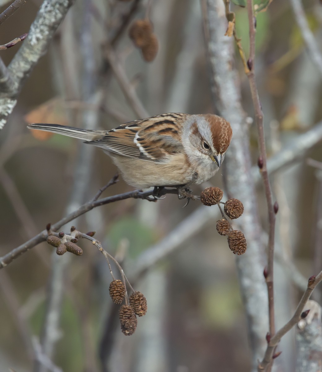American Tree Sparrow - ML39774081