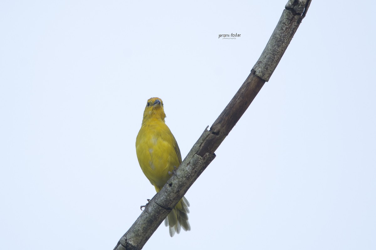 Saffron Finch - Jerome Foster