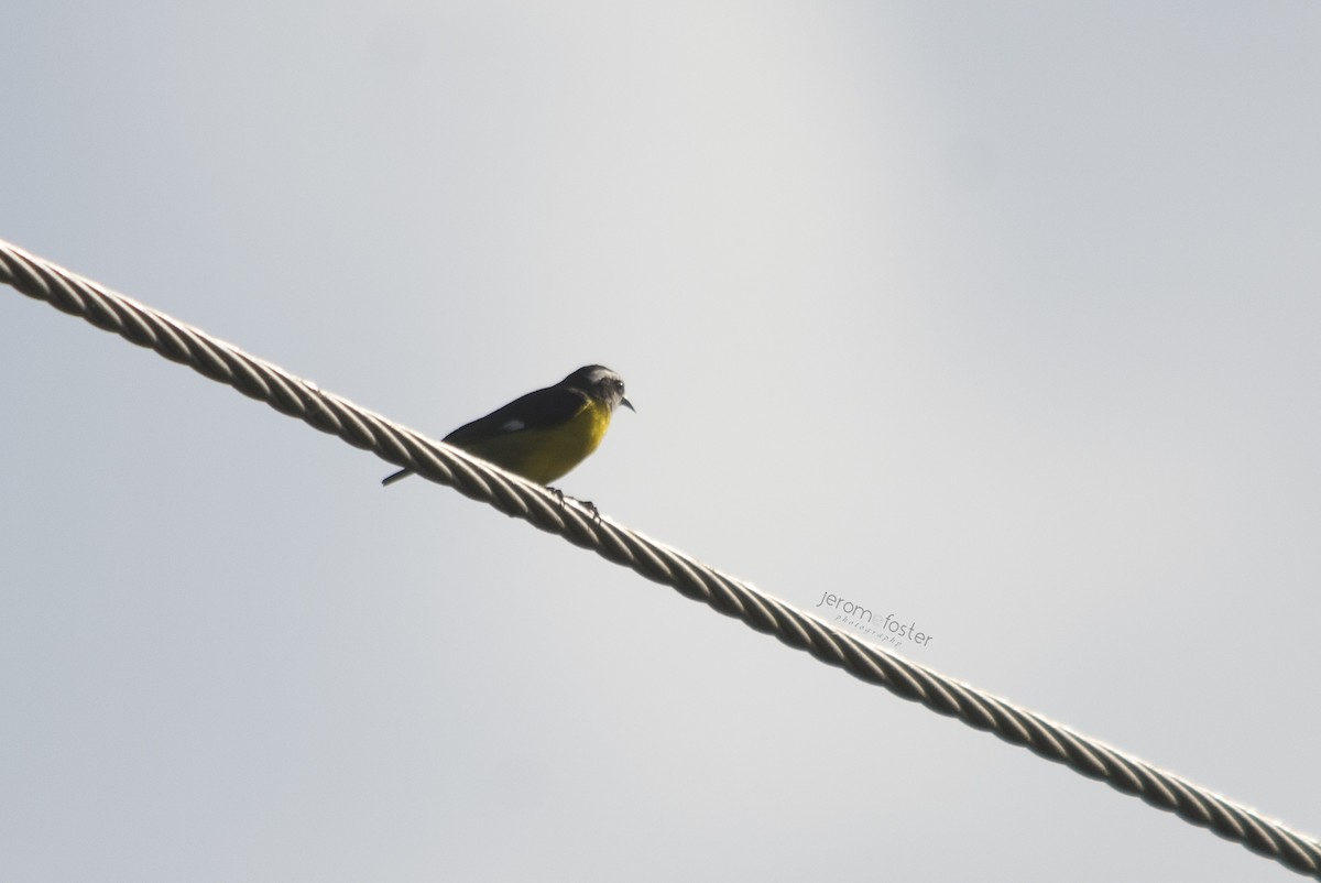 Sucrier à ventre jaune - ML39774181