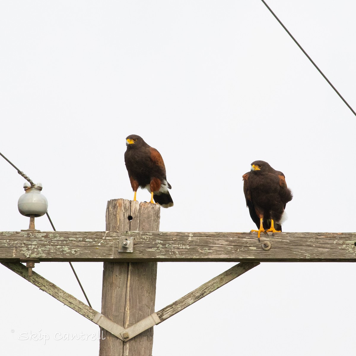 Harris's Hawk - ML397742551