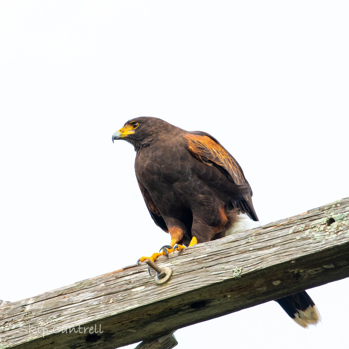 Harris's Hawk - ML397742571