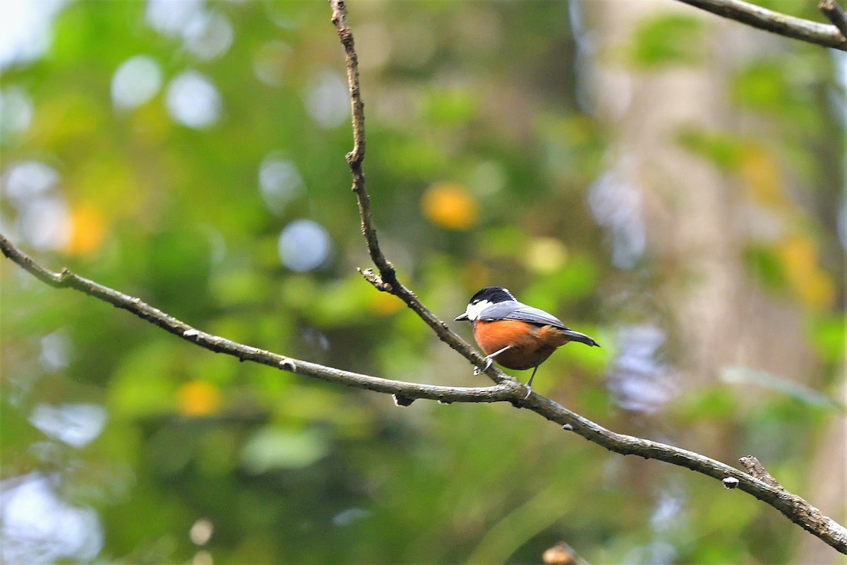 Chestnut-bellied Tit - ML397743331