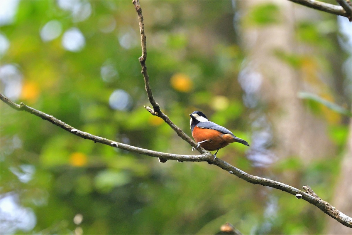 Chestnut-bellied Tit - ML397743351