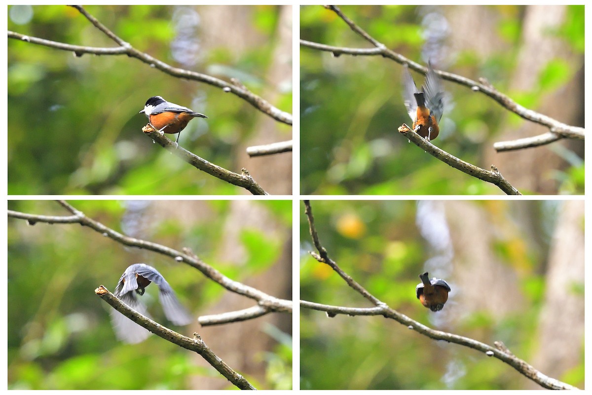 Chestnut-bellied Tit - ML397743361