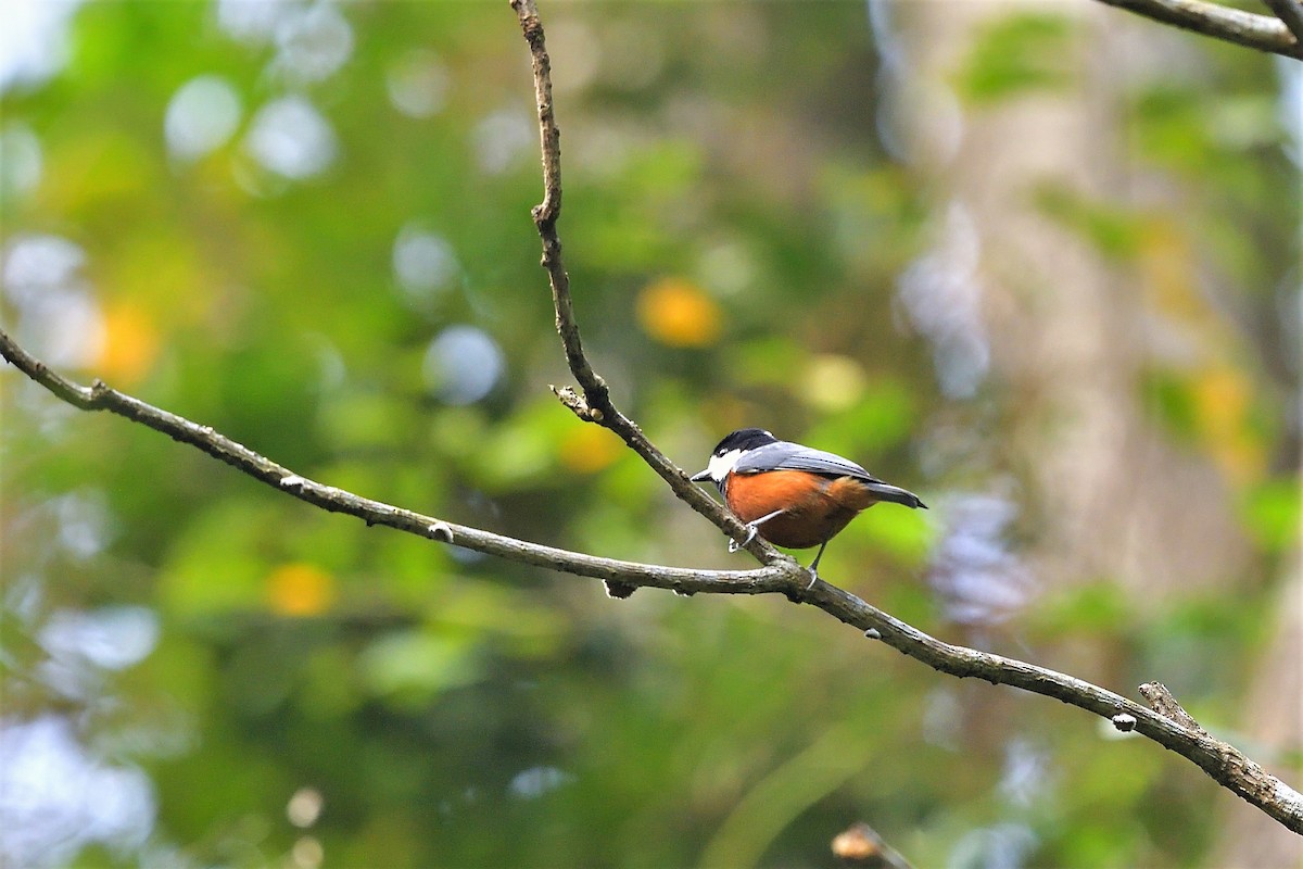 Chestnut-bellied Tit - 純霖 施