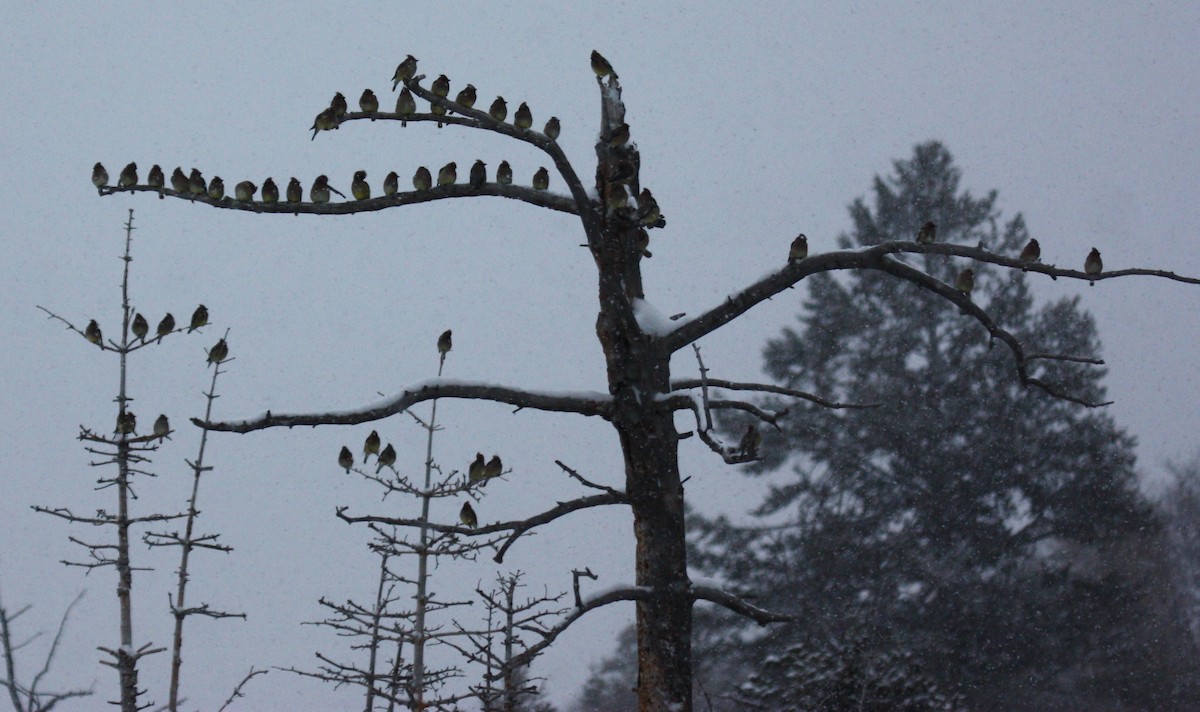 Cedar Waxwing - Kimberly Roush