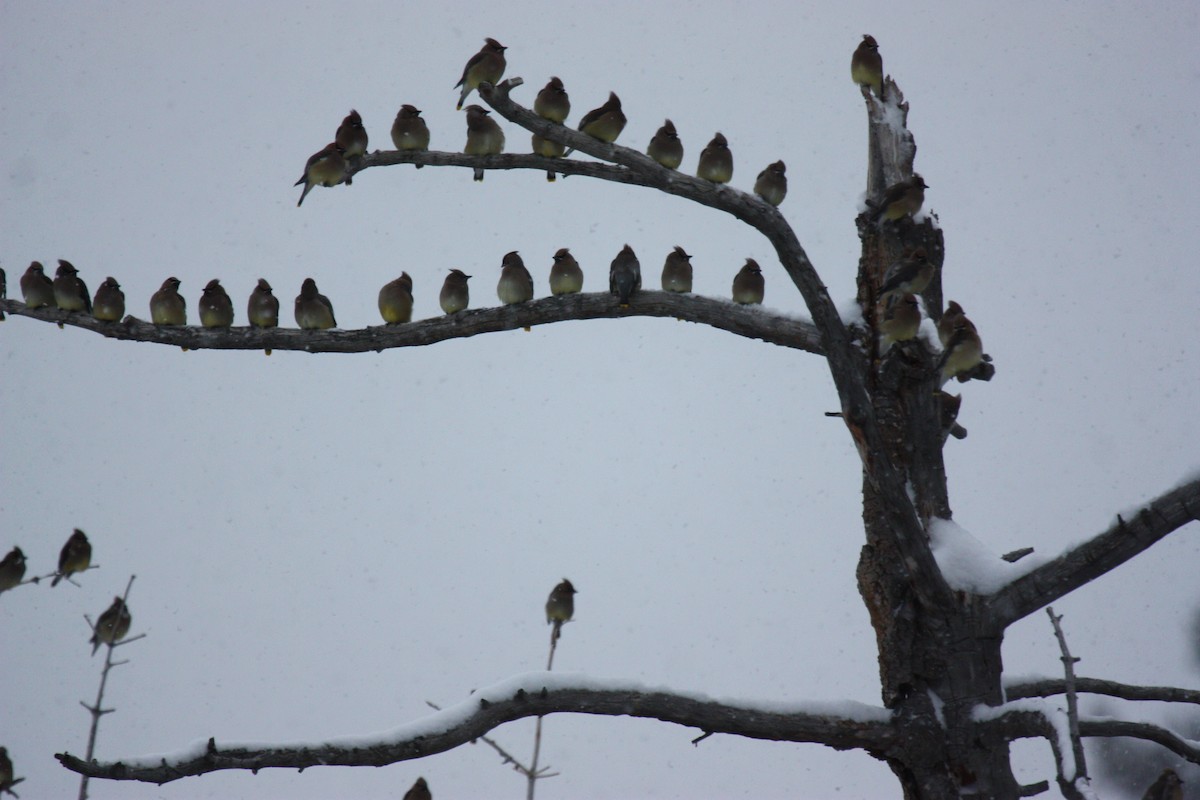 Cedar Waxwing - ML397743431