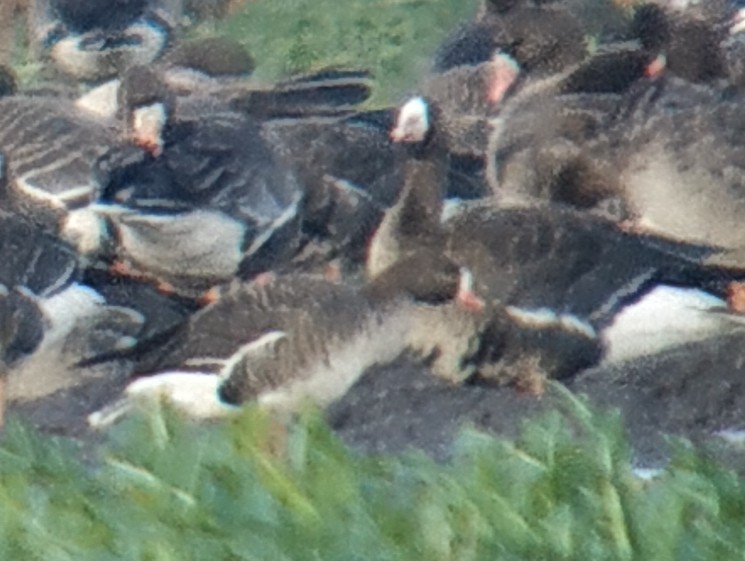 Одой галуу - ML397743481