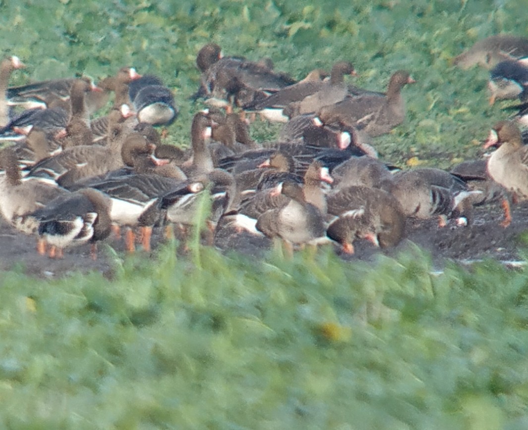 Одой галуу - ML397743521