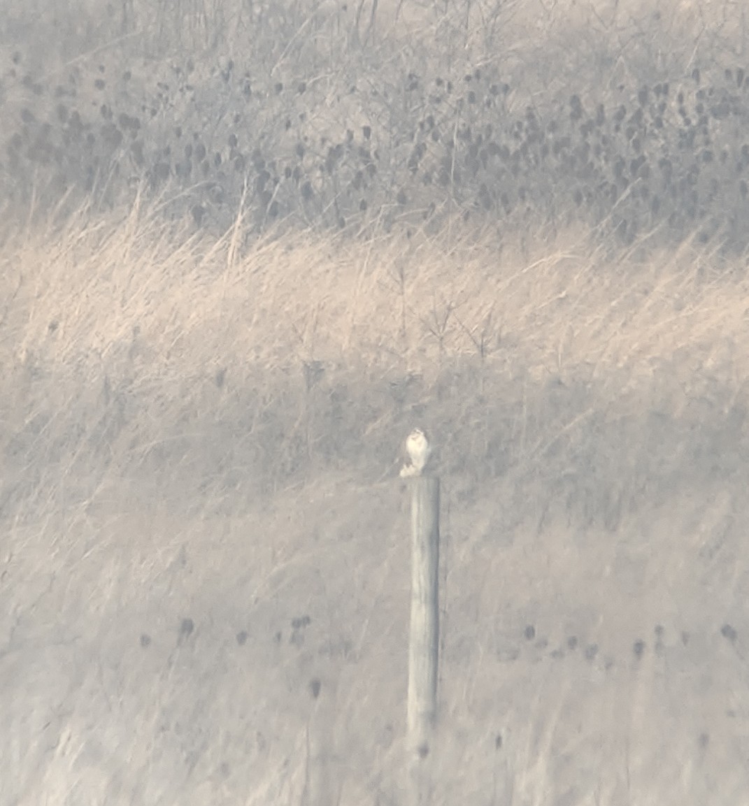 Prairie Falcon - ML397745371