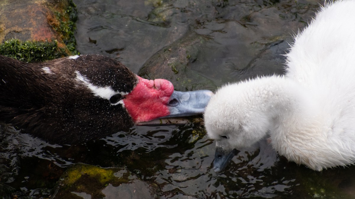 Black-necked Swan - ML397746031