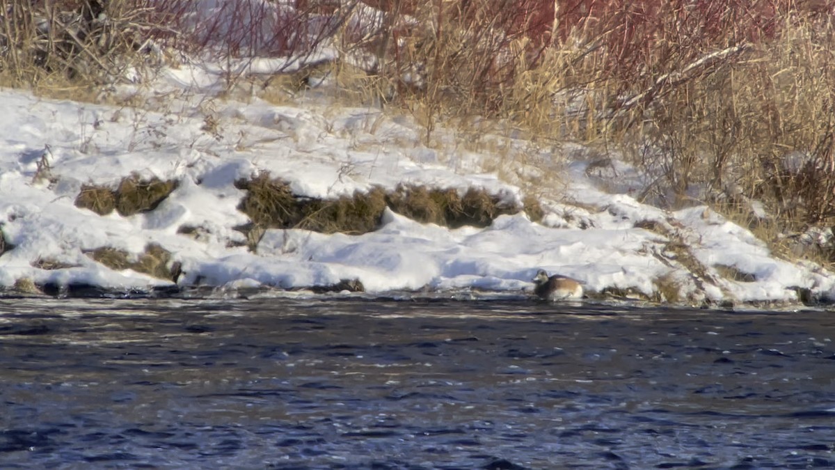 American Wigeon - Louis Bevier