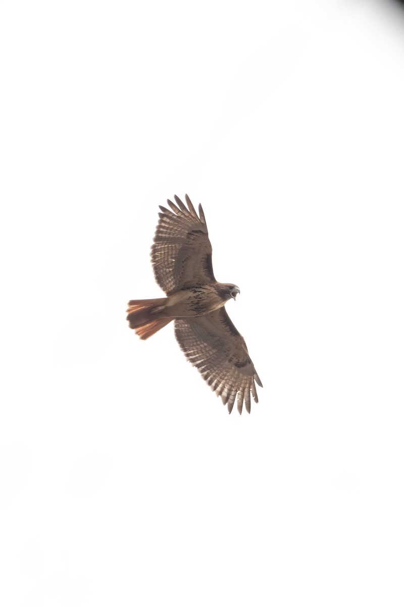 Red-tailed Hawk - ML397750321