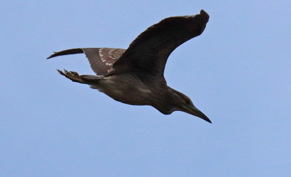 Black-crowned Night Heron - Corey Finger