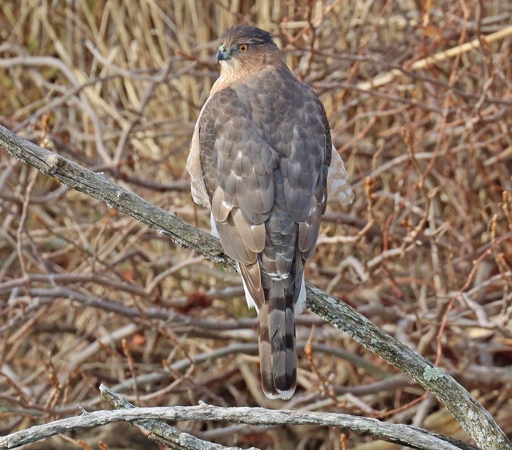 Cooper's Hawk - ML397750761