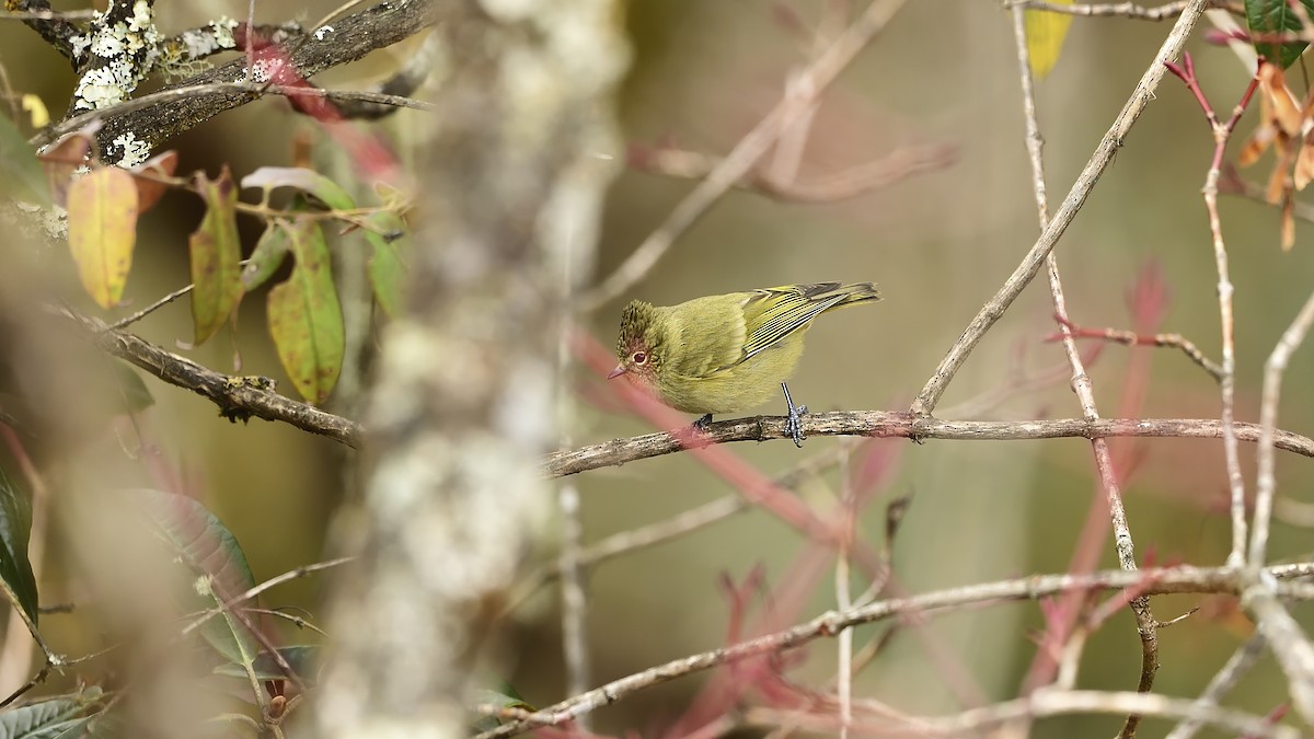 Yellow-browed Tit - ML397751031