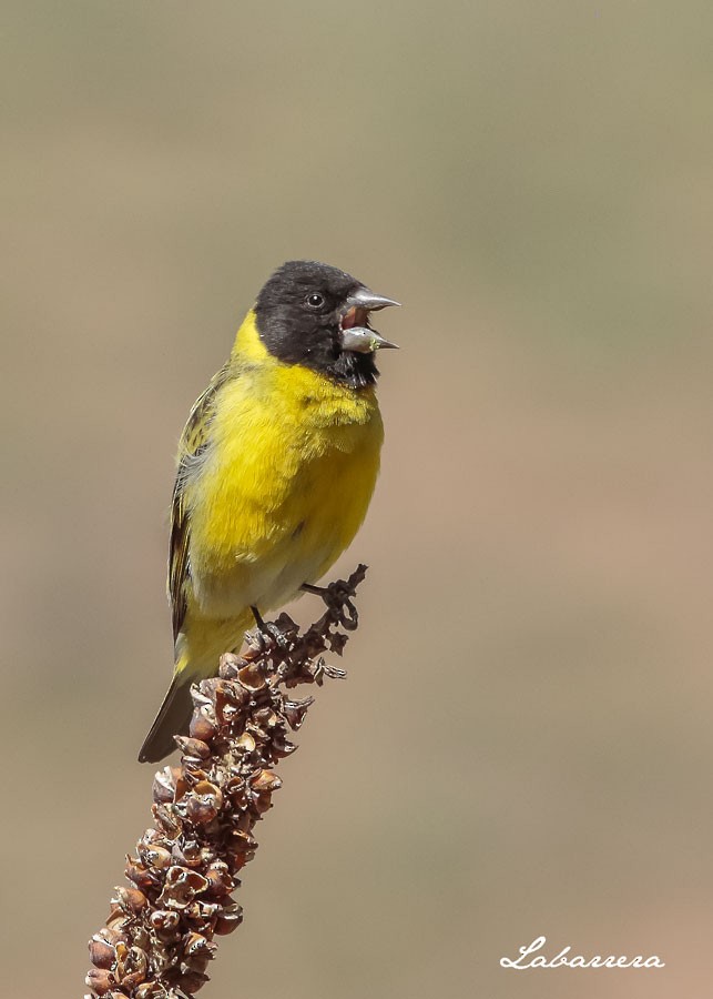 Thick-billed Siskin - ML39775191