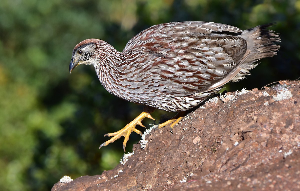 Francolin d'Erckel - ML397752441