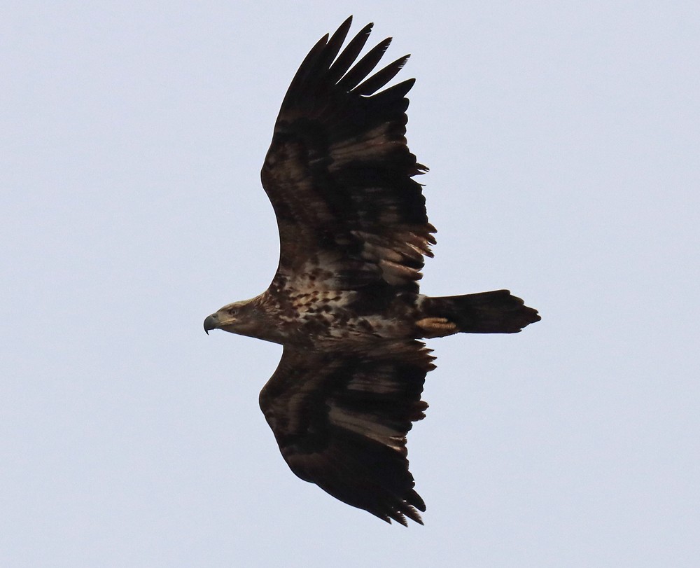 Bald Eagle - ML397752931