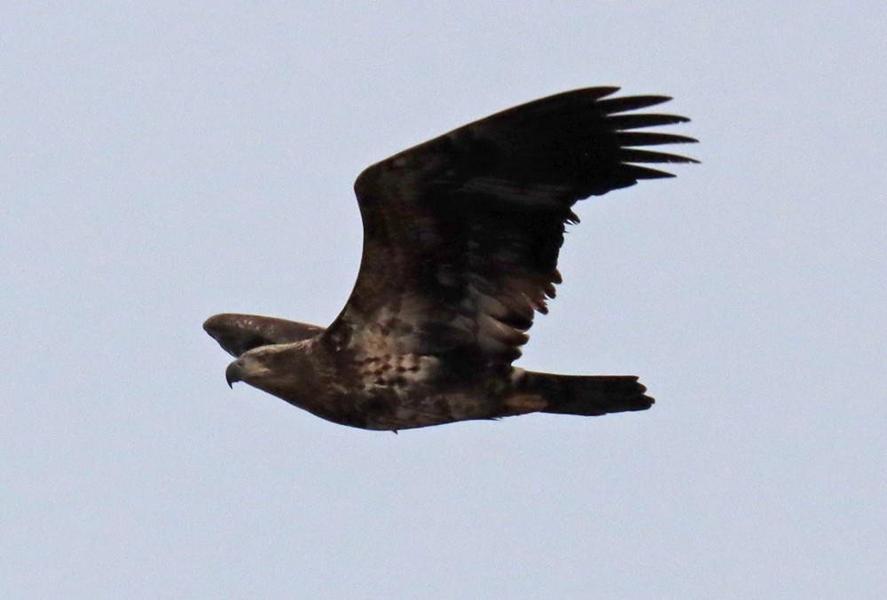 Bald Eagle - ML397752941