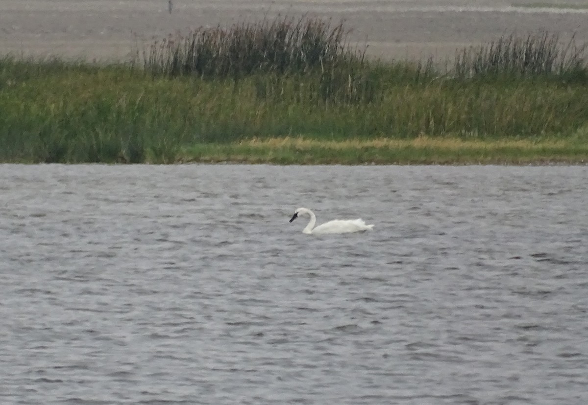 Cygne siffleur - ML397754971