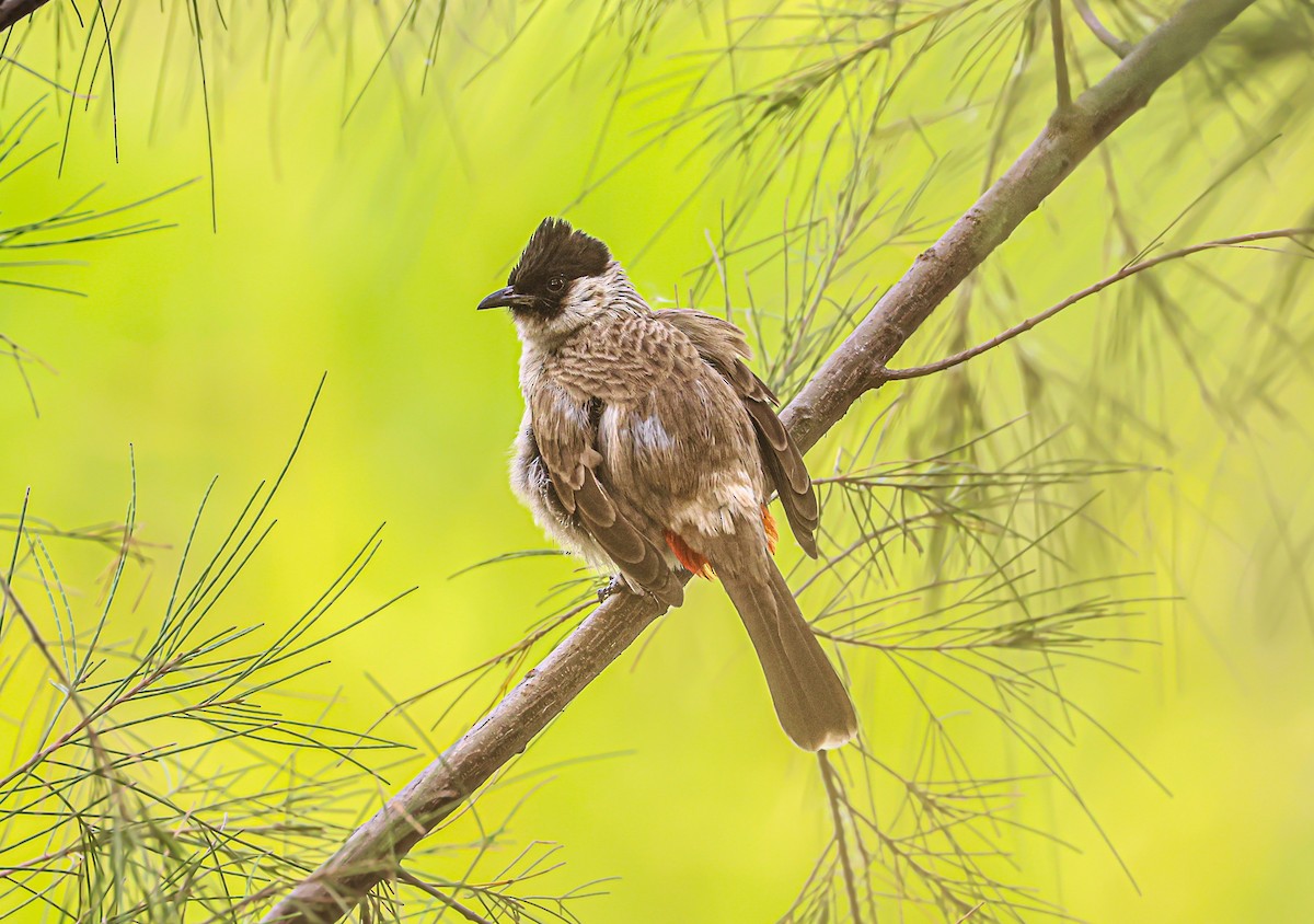 Bulbul Ventridorado - ML397755021