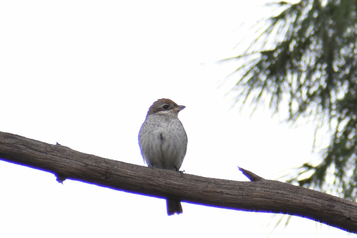 Red-backed Shrike - ML397755091