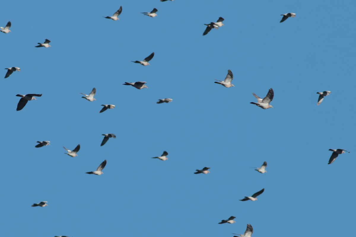 Common Wood-Pigeon - ML397755291