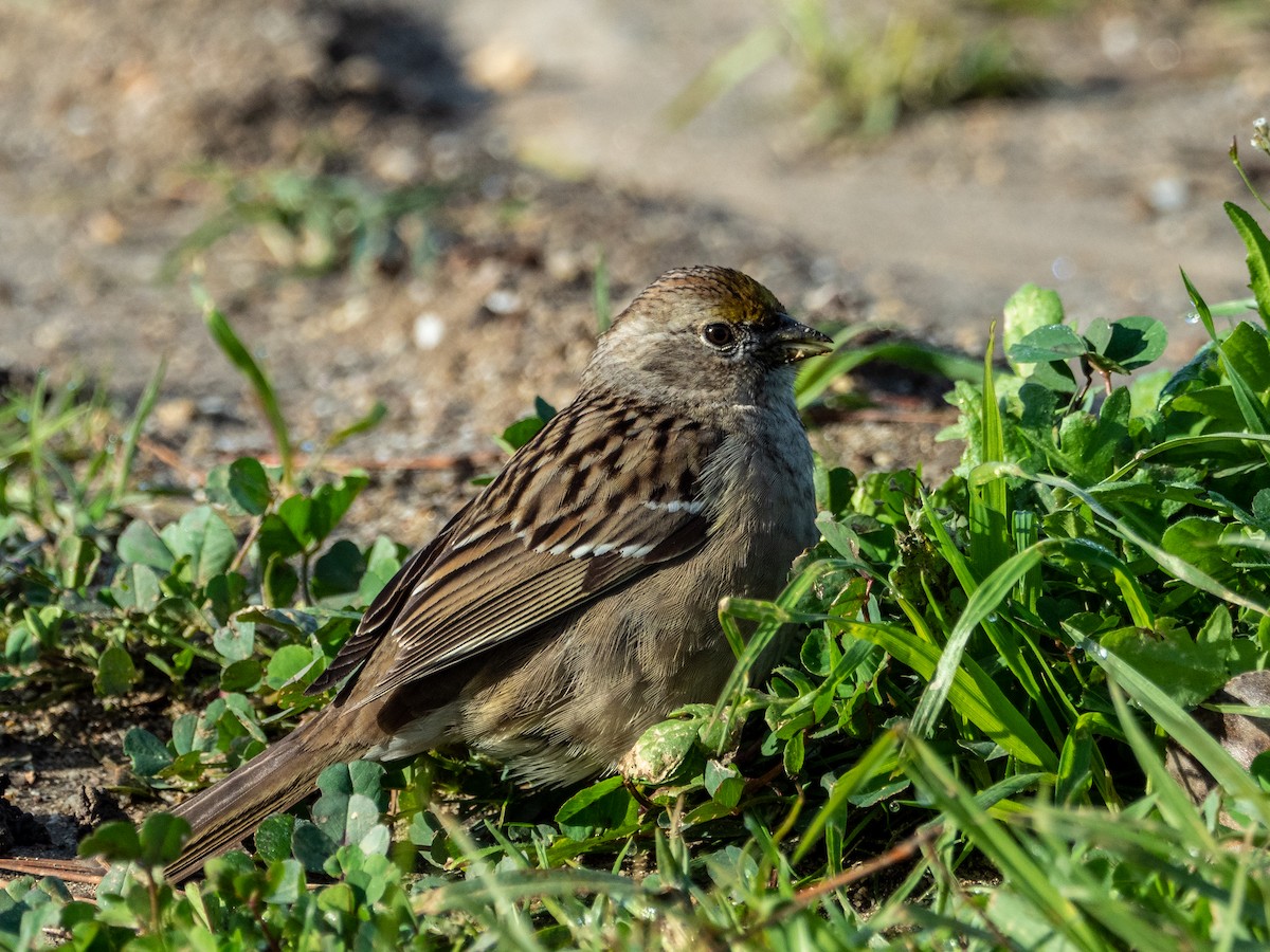 Bruant à couronne dorée - ML397756931