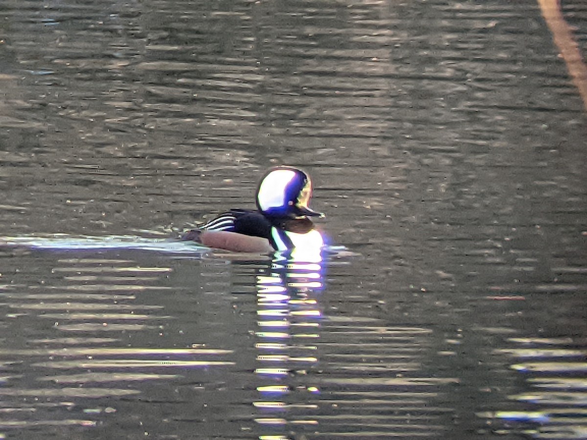 Hooded Merganser - ML397757181