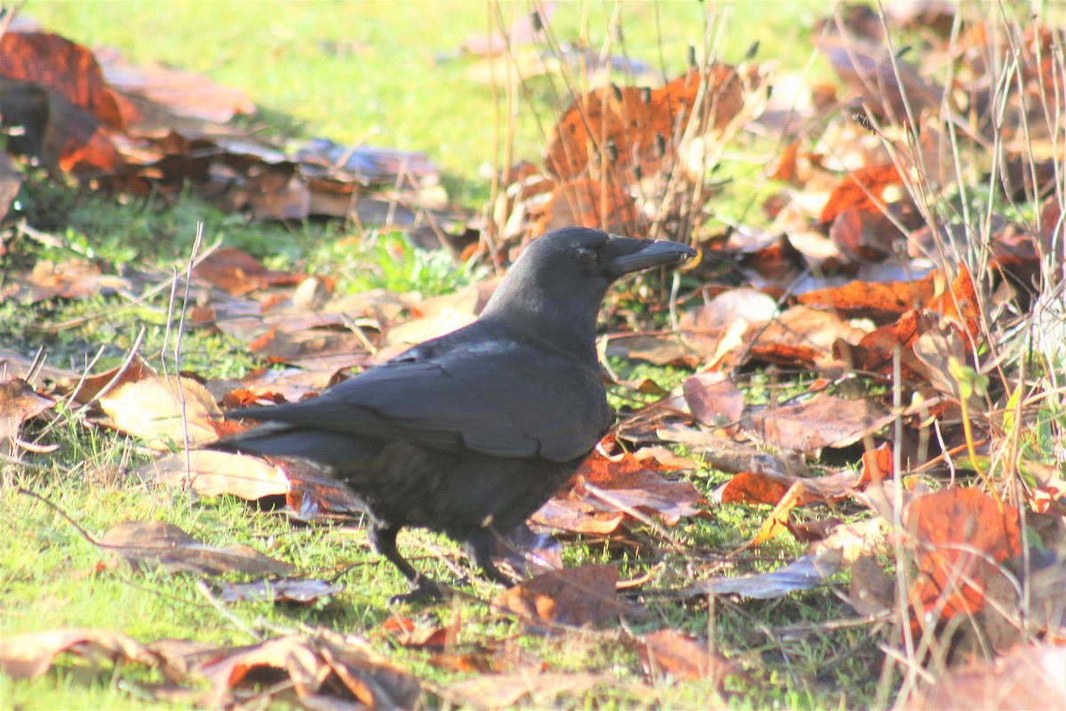 American Crow - ML397759011