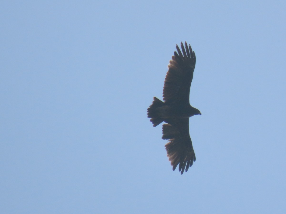 Greater Spotted Eagle - Alireza Kiani nejad