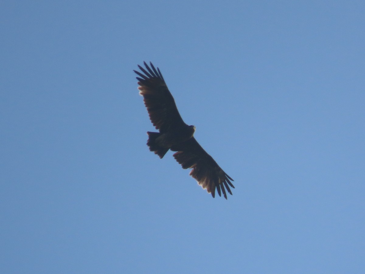 Greater Spotted Eagle - Alireza Kiani nejad