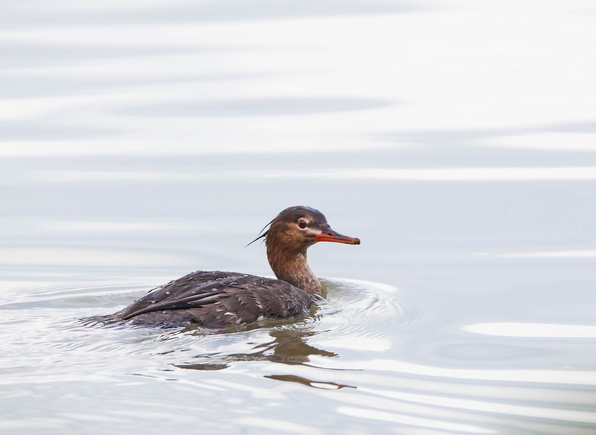 Red-breasted Merganser - ML397760051