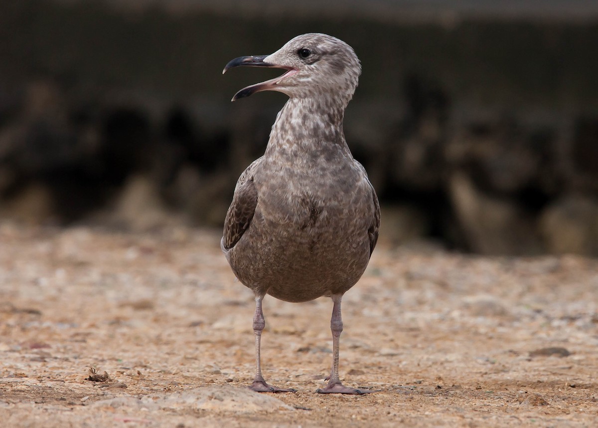 American Herring Gull - ML397760241