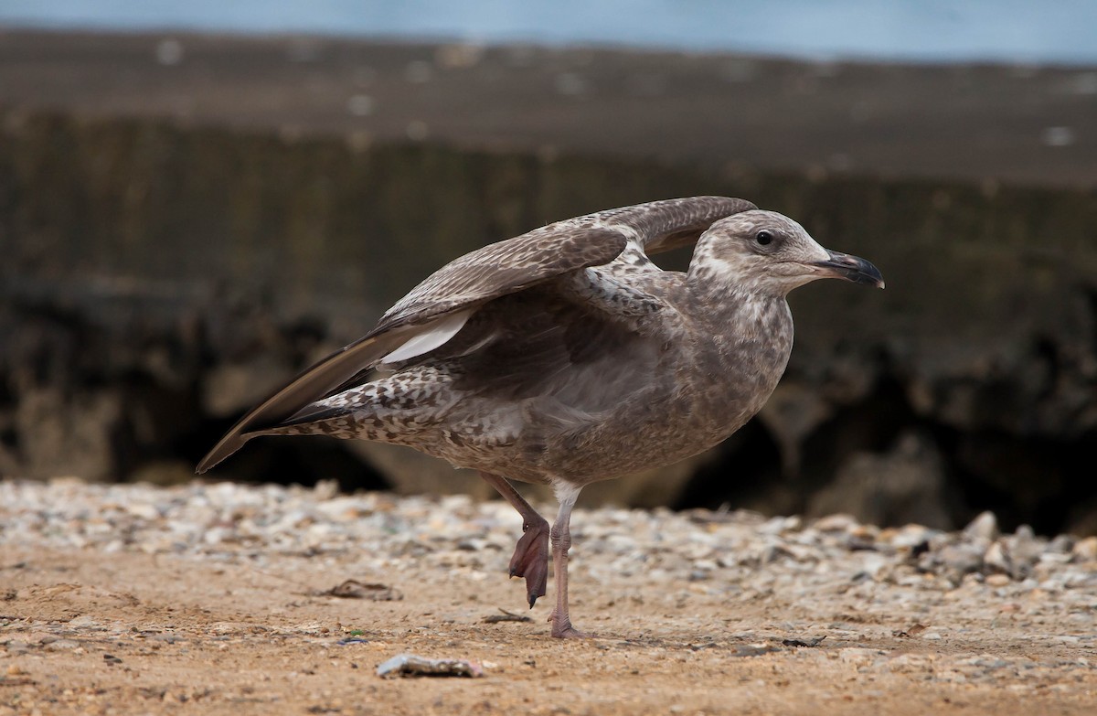 American Herring Gull - ML397760251
