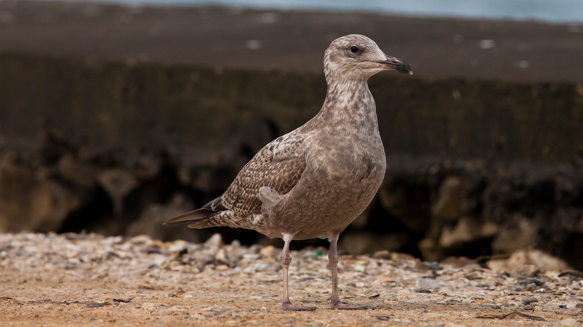 American Herring Gull - ML397760261