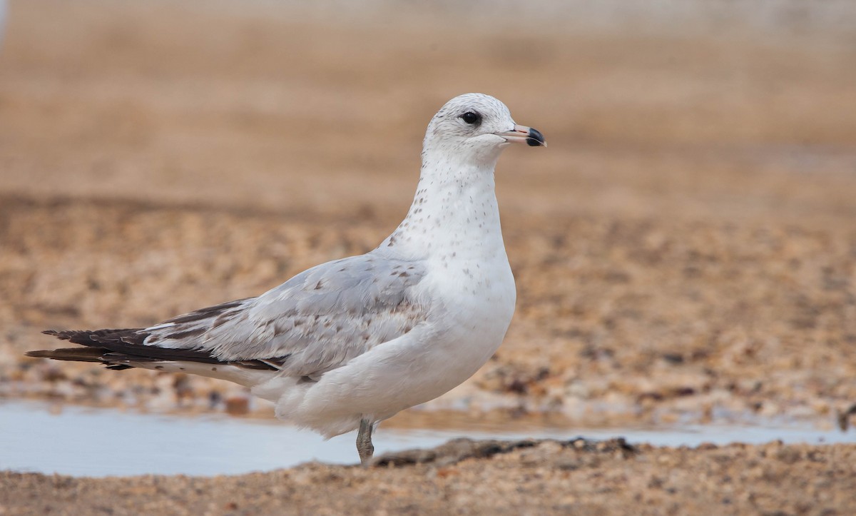 Ring-billed Gull - ML397760331